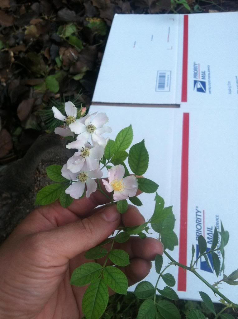  photo Sweet_Chariot_Flowers_2_Sep_4th_2013_zpsb82678d8.jpg